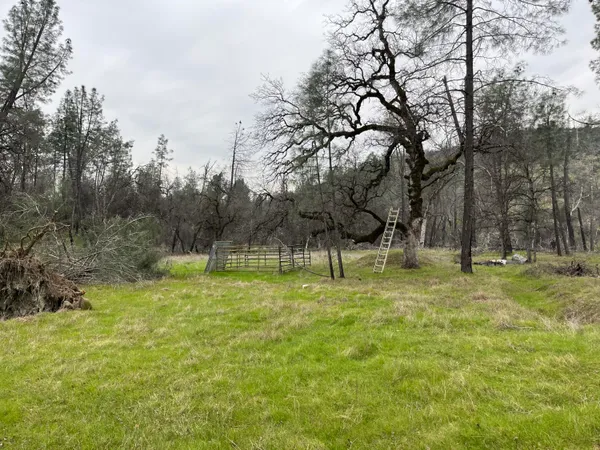 a view of a park with large trees