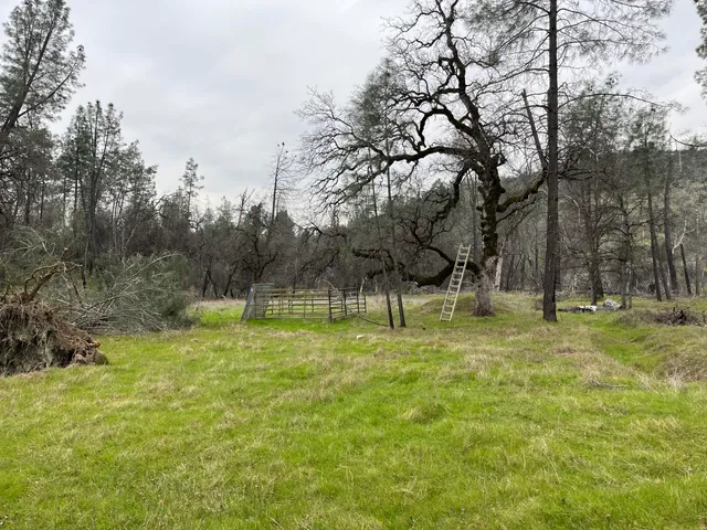 a view of a park with large trees