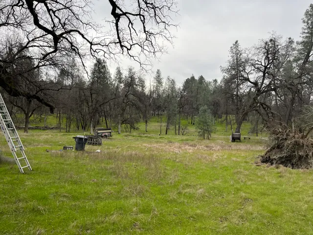 a view of a dry yard with trees