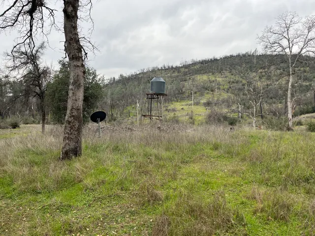 a view of a yard with a tree