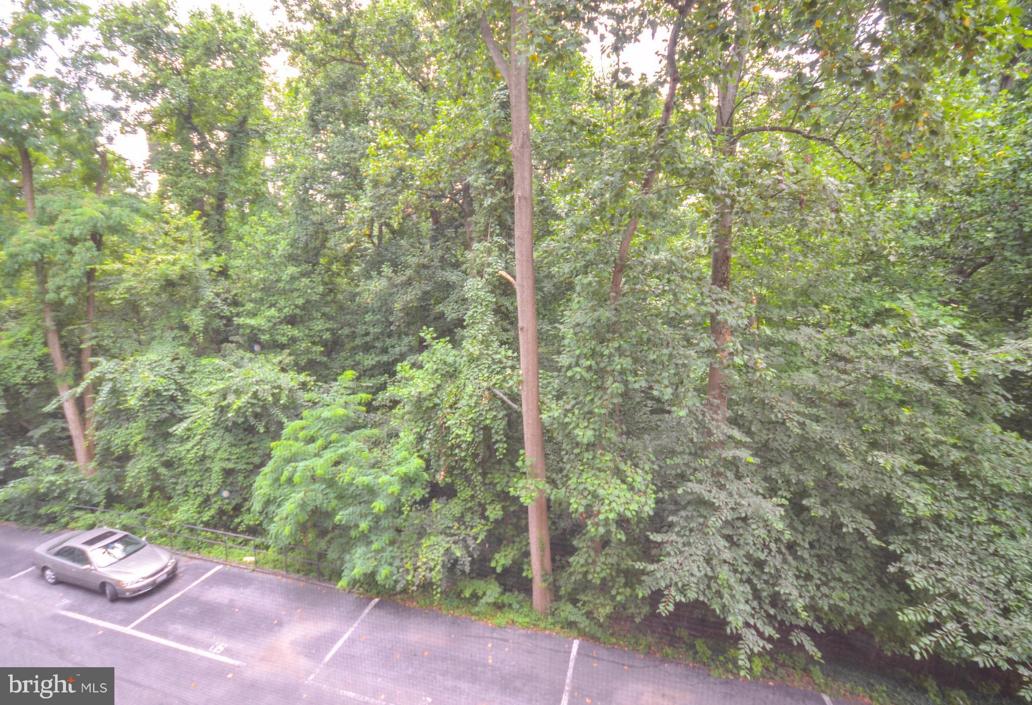 4100 W Street Northwest, Unit 303 Washington, DC 20007 - Photo 11 of 15 a view of a yard with a tree