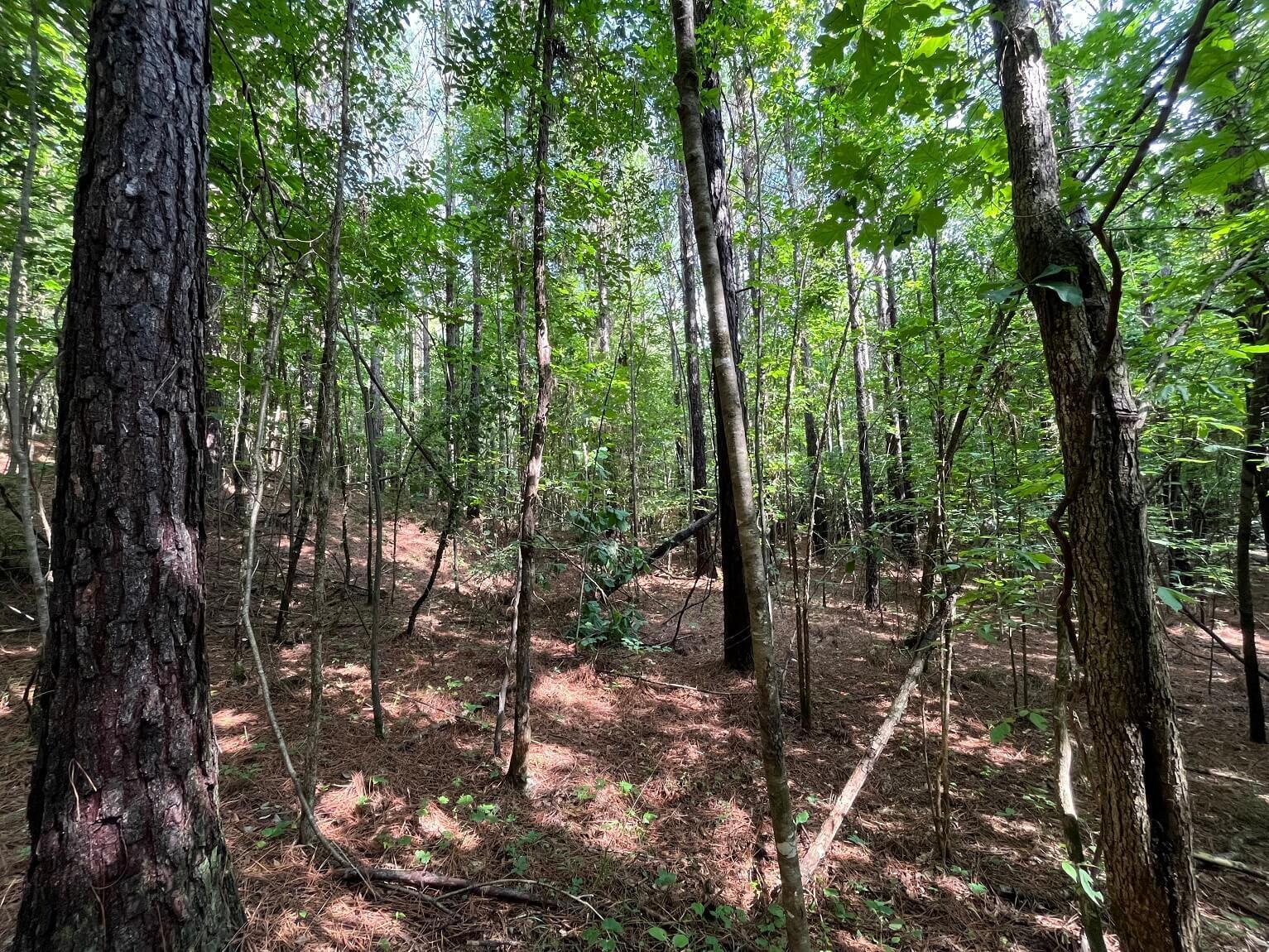 Hudspeth Road Hickory Flat, MS 38633 - Photo 20 of 28 Gallery Image 20
