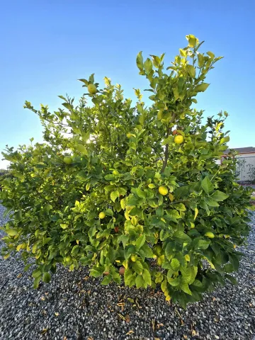 $438,800 | 27107 Flagler Street, Menifee, CA 92586