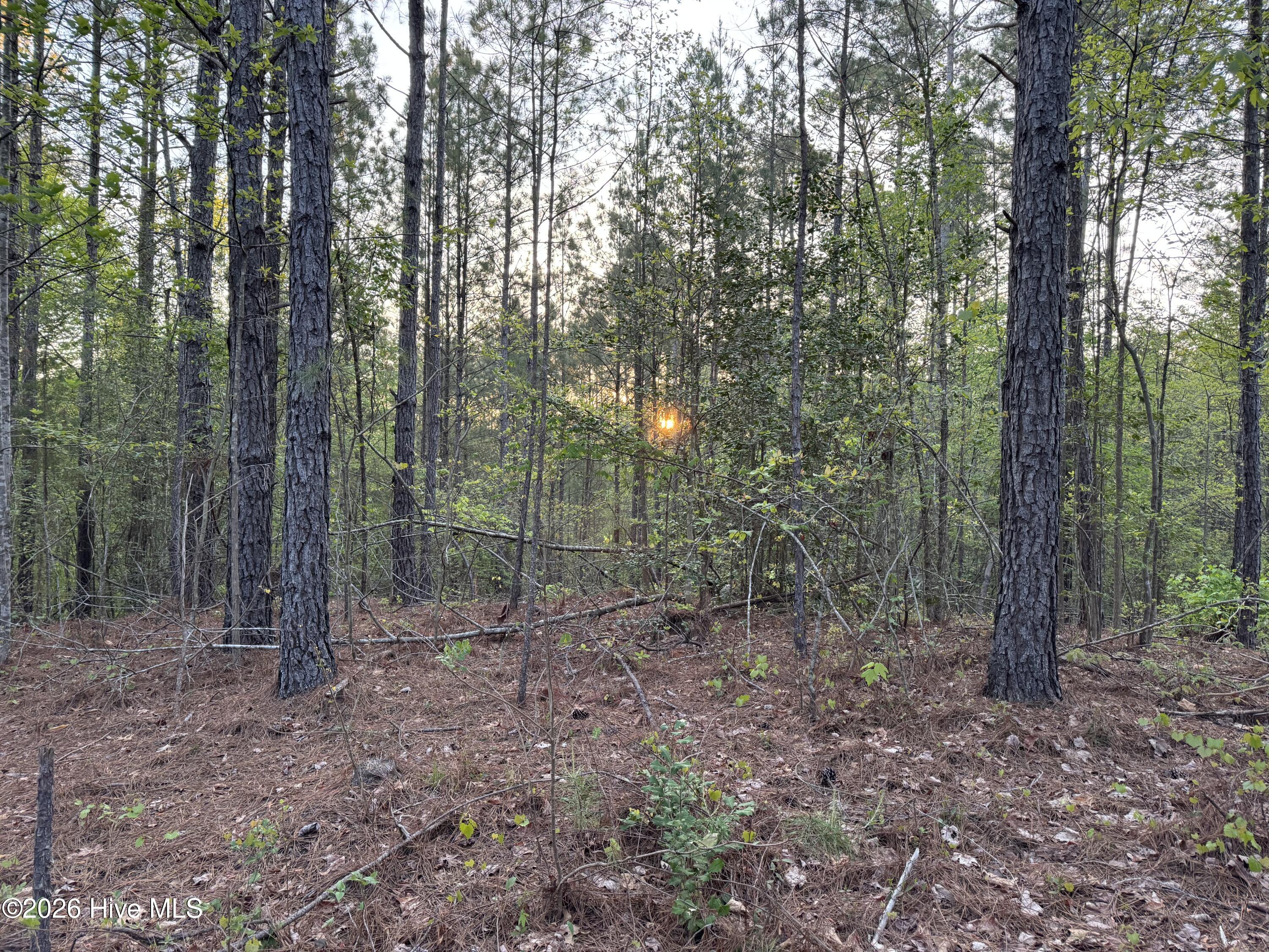0 Cartledge Creek Road Rockingham, NC 28379 - Photo 27 of 32 Cartledge Creek