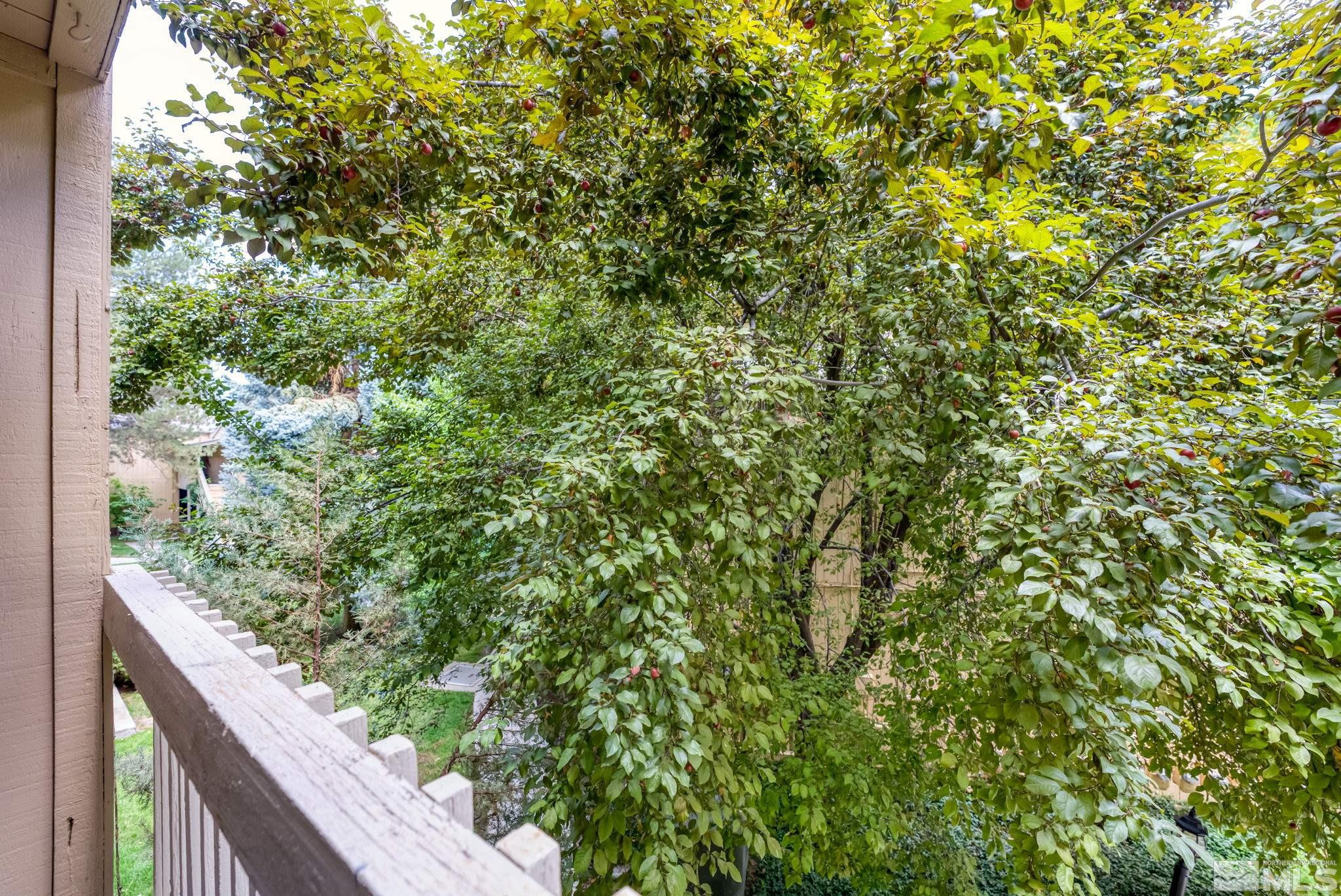 2300 Dickerson Road, Unit 64 Reno, NV 89503 - Photo 25 of 29 a view of a forest from a window