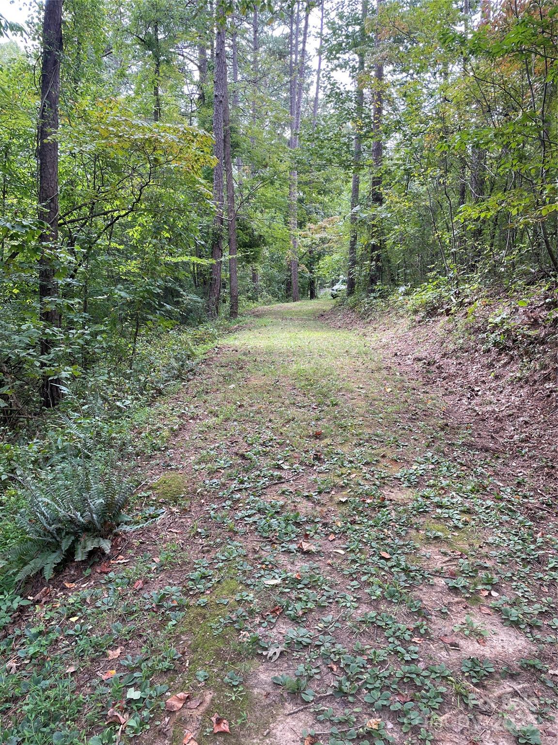 99999 Monticello Road Weaverville, NC 28787 - Photo 3 of 25 a view of a forest with trees in the background