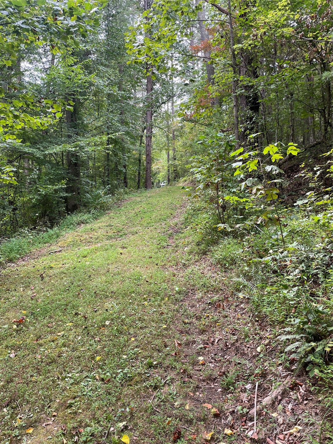 99999 Monticello Road Weaverville, NC 28787 - Photo 5 of 25 a view of a yard with plants and large trees