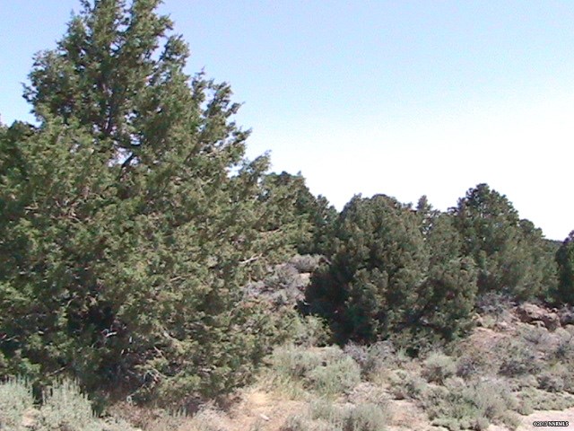 22070 Clemens Road, Unit N63 Reno, NV 89521 - Photo 1 of 1 a view of a dry yard with large trees