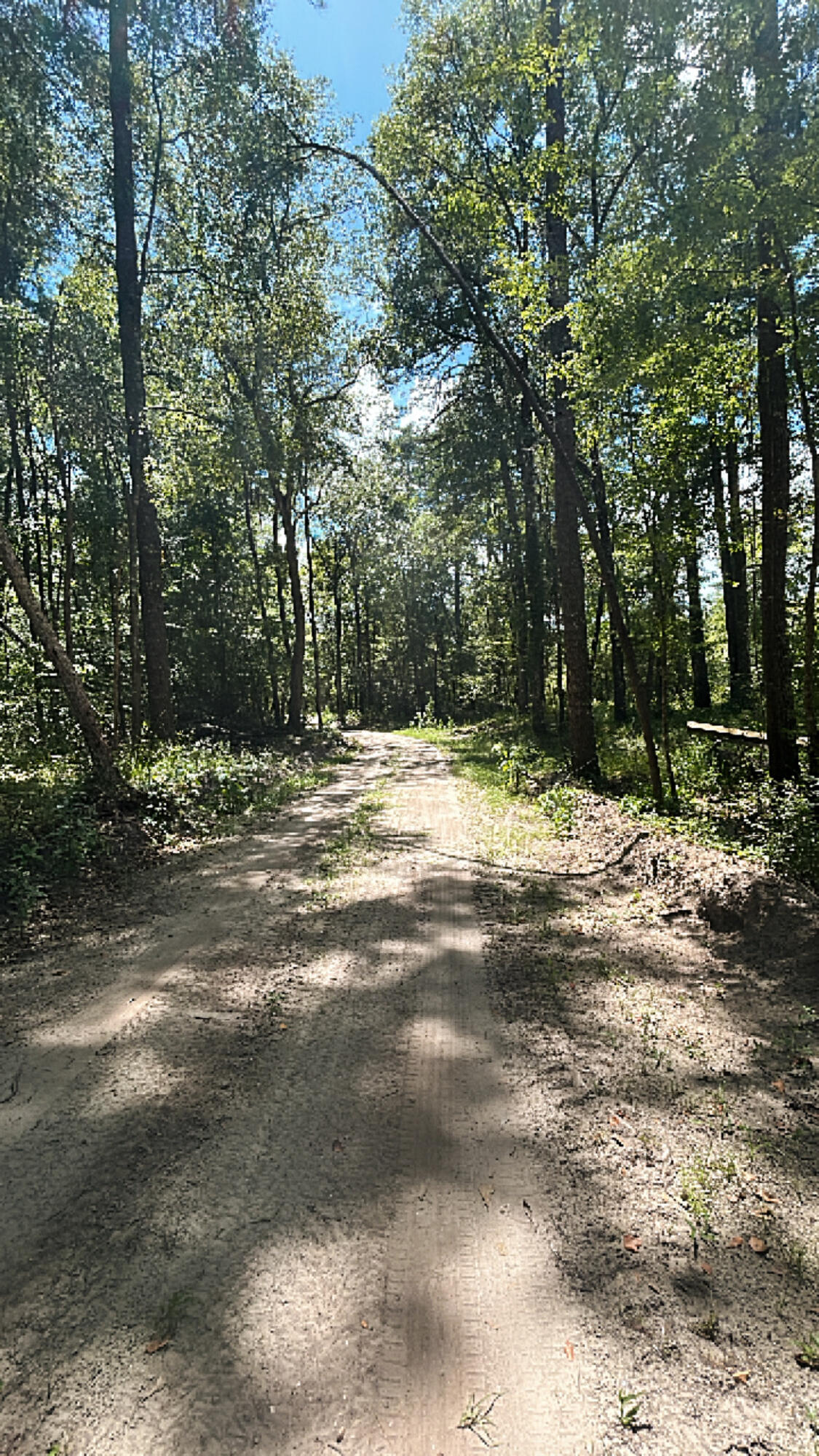 0 Shad Lane Ridgeville, SC 29472 - Photo 3 of 5 Shad road