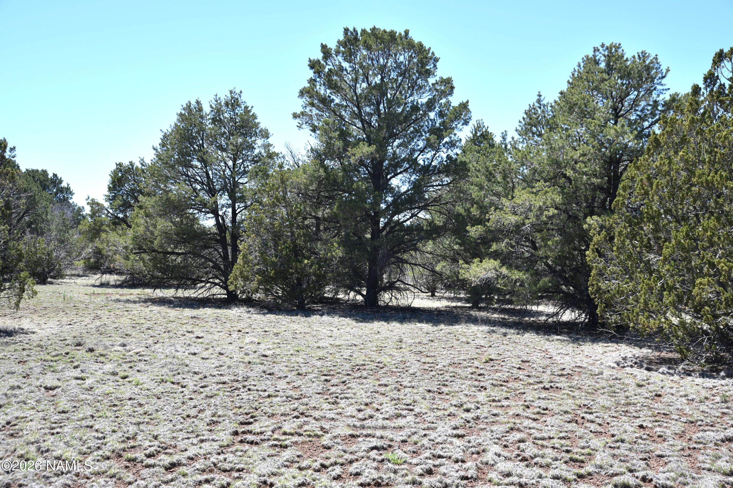 7590 Daisy Drive Williams, AZ 86046 - Photo 11 of 21 a view of a yard with a tree
