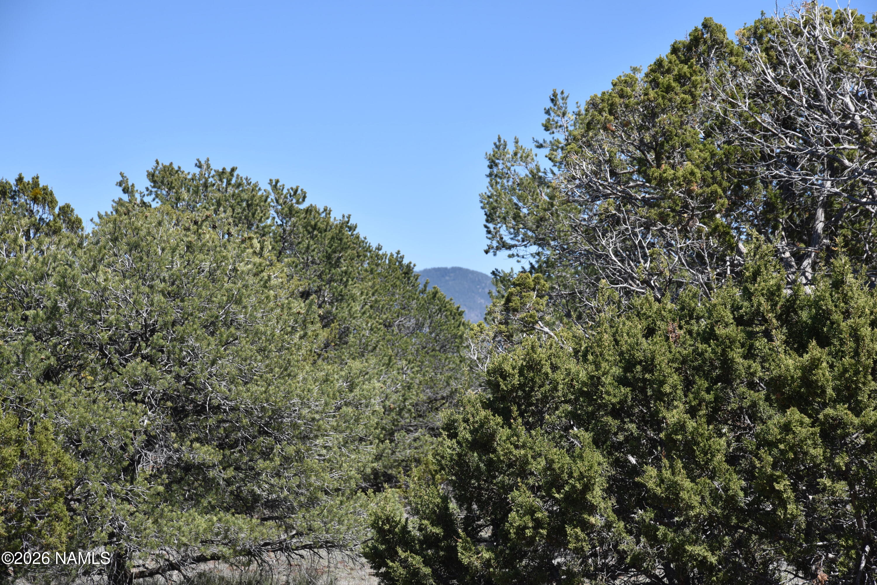 7590 Daisy Drive Williams, AZ 86046 - Photo 15 of 21 DSC_5221