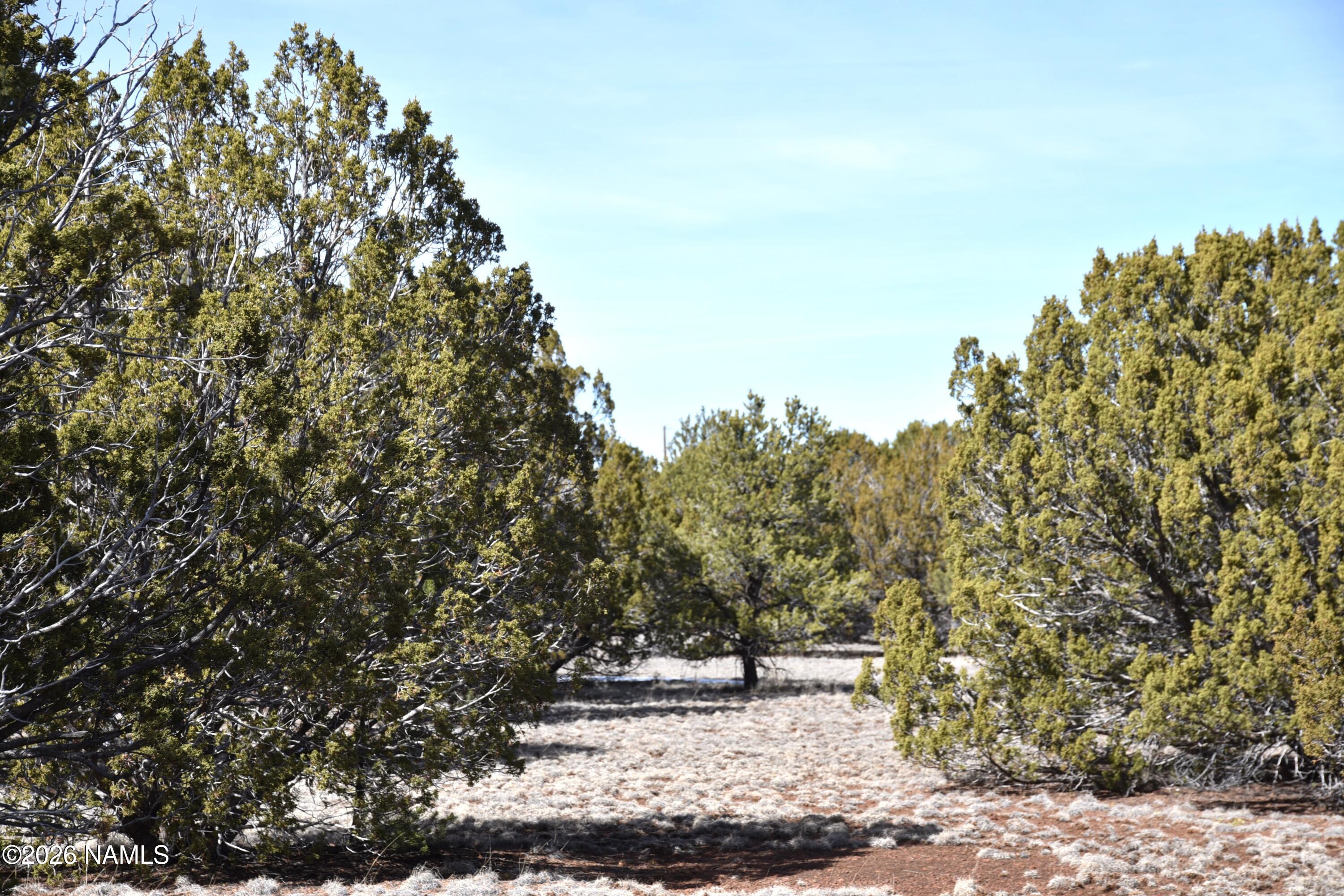 7590 Daisy Drive Williams, AZ 86046 - Photo 2 of 21 a view of a yard with an tree