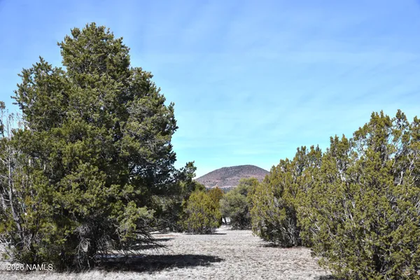 a view of a yard with a tree