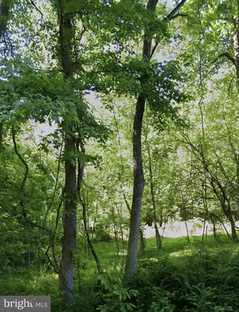 a green field with lots of trees