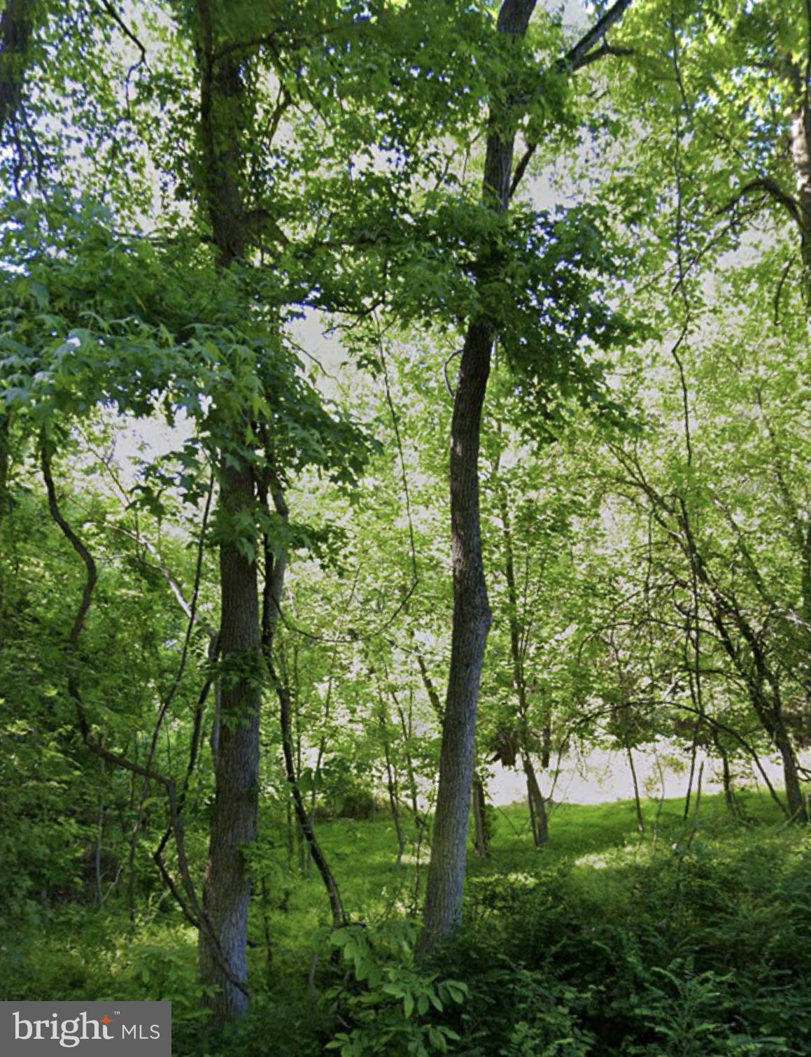a green field with lots of trees