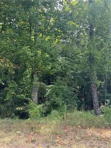 a view of a lush green forest