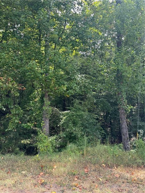 a view of a lush green forest