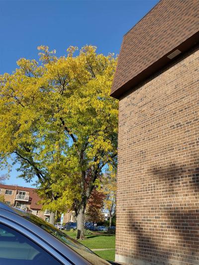 613 West Central Road, Unit A8 Mount Prospect, IL 60056 - Photo 8 of 23 a view of a windows and tree in the background