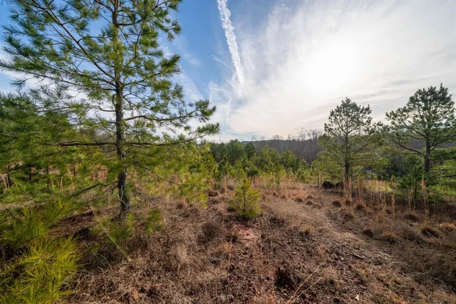 a view of a yard with a tree