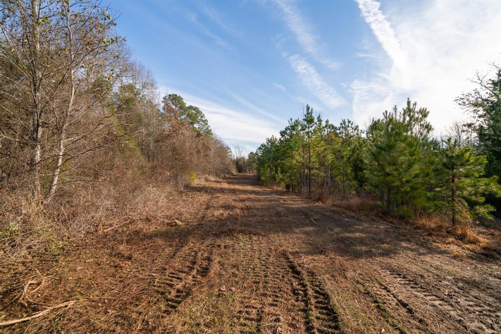 Tbd Athens Church Road Hallsville, TX 75650 - Photo 13 of 29 a view of a yard with plants and a large tree
