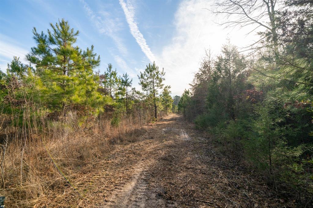 Tbd Athens Church Road Hallsville, TX 75650 - Photo 14 of 29 a view of a yard with plants and a bench