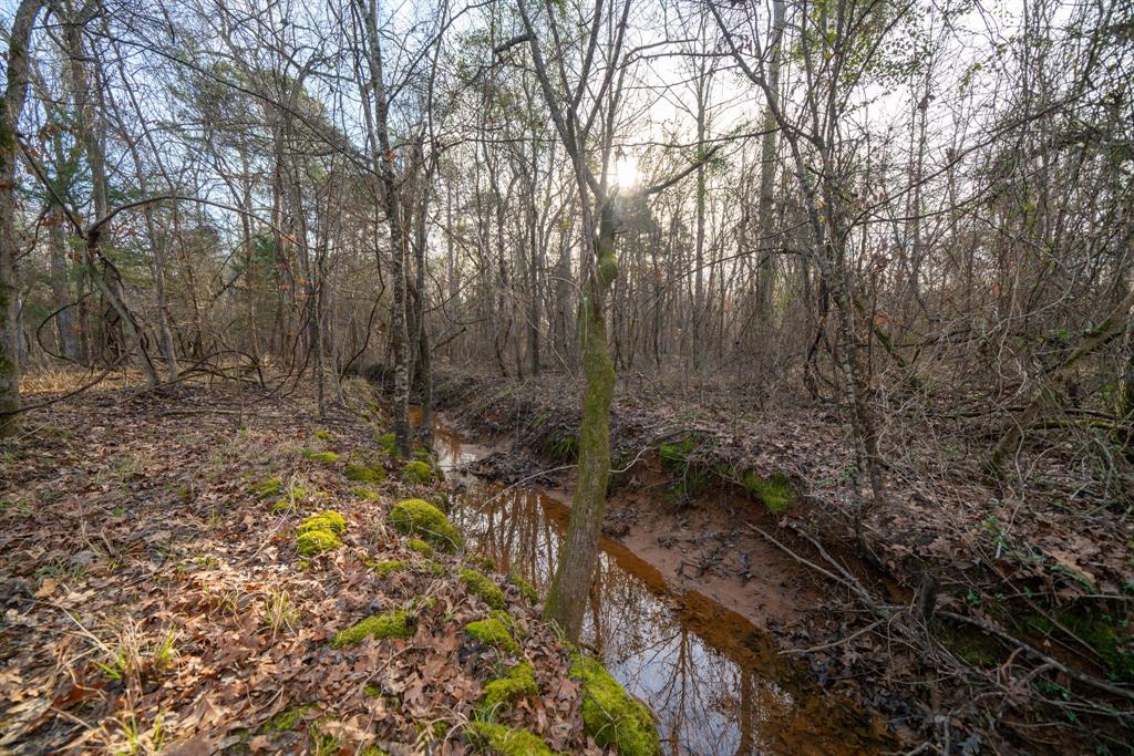 Tbd Athens Church Road Hallsville, TX 75650 - Photo 15 of 29 a view of a forest with trees