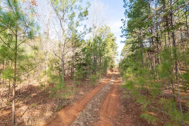 a view of a yard with plants and trees