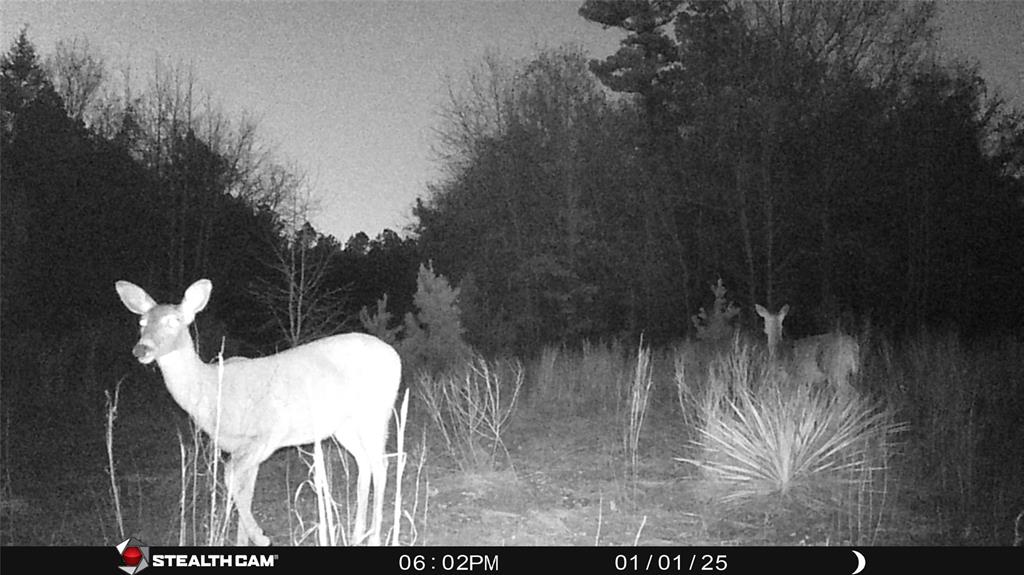 Tbd Athens Church Road Hallsville, TX 75650 - Photo 20 of 29 a backyard of a house with lots of green space and a lake view