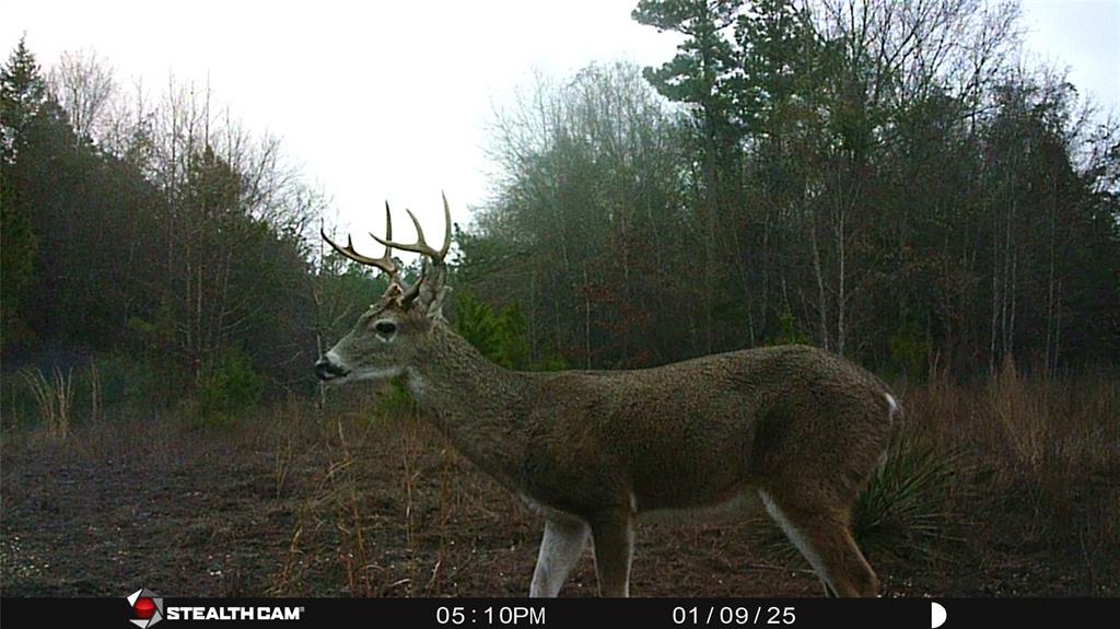 Tbd Athens Church Road Hallsville, TX 75650 - Photo 21 of 29 a view of outdoor seating area