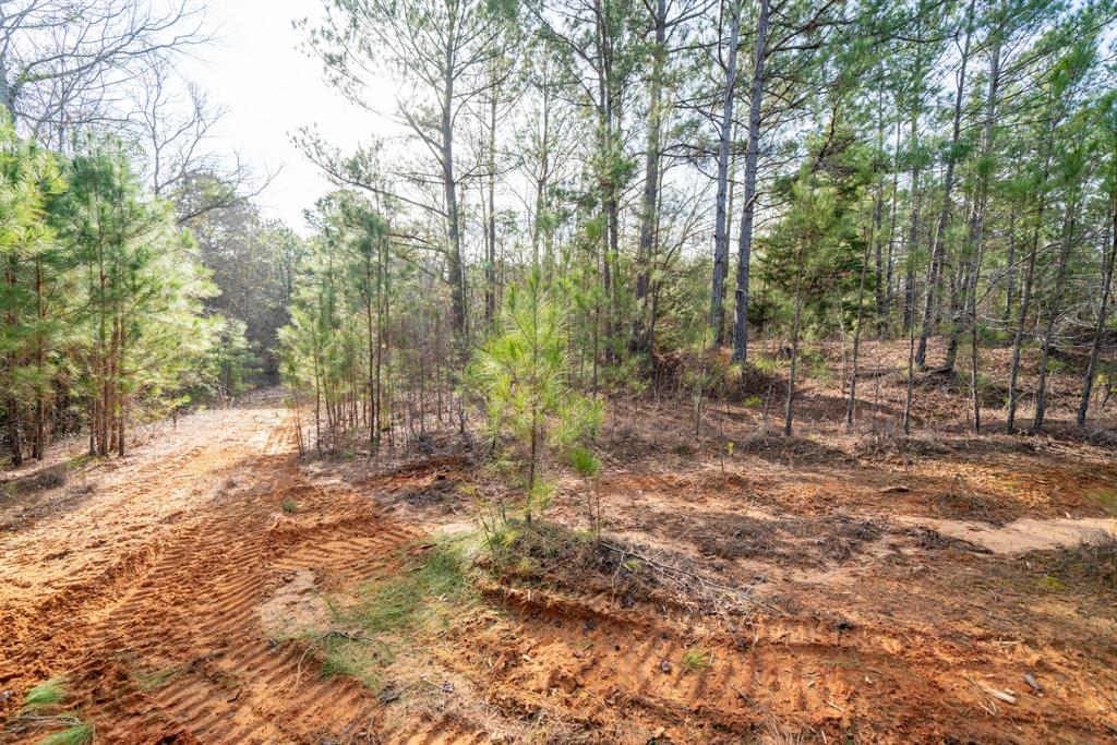 Tbd Athens Church Road Hallsville, TX 75650 - Photo 22 of 29 a view of a yard with trees