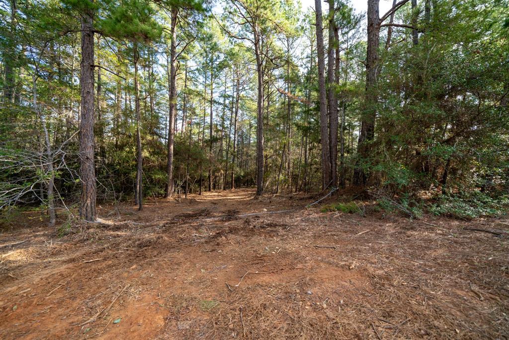 Tbd Athens Church Road Hallsville, TX 75650 - Photo 24 of 29 a view of a forest with trees in the background