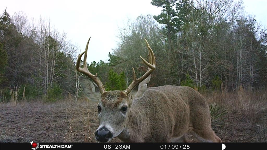 Tbd Athens Church Road Hallsville, TX 75650 - Photo 26 of 29 a view of a yard