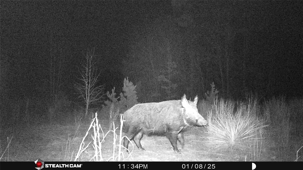 Tbd Athens Church Road Hallsville, TX 75650 - Photo 27 of 29