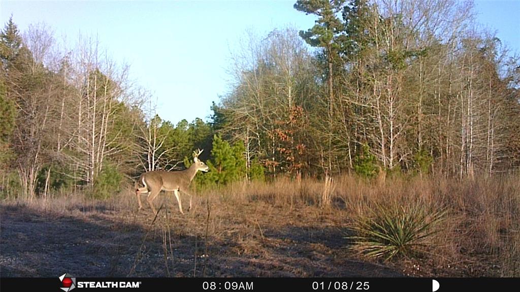 Tbd Athens Church Road Hallsville, TX 75650 - Photo 28 of 29 a view of lake with green space