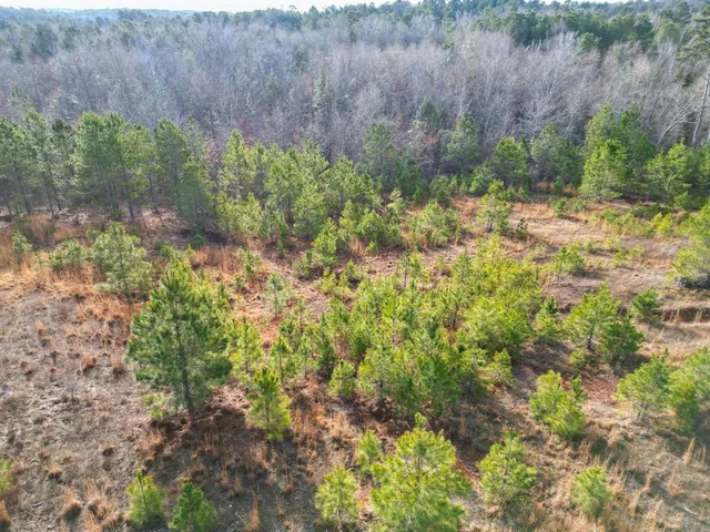 a view of a yard with plants and a bench