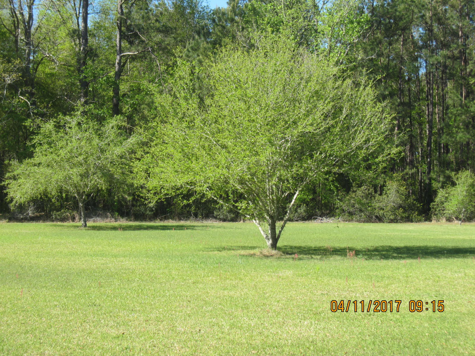 1105 Ashton Road Islandton, SC 29929 - Photo 26 of 32 IMG_7415