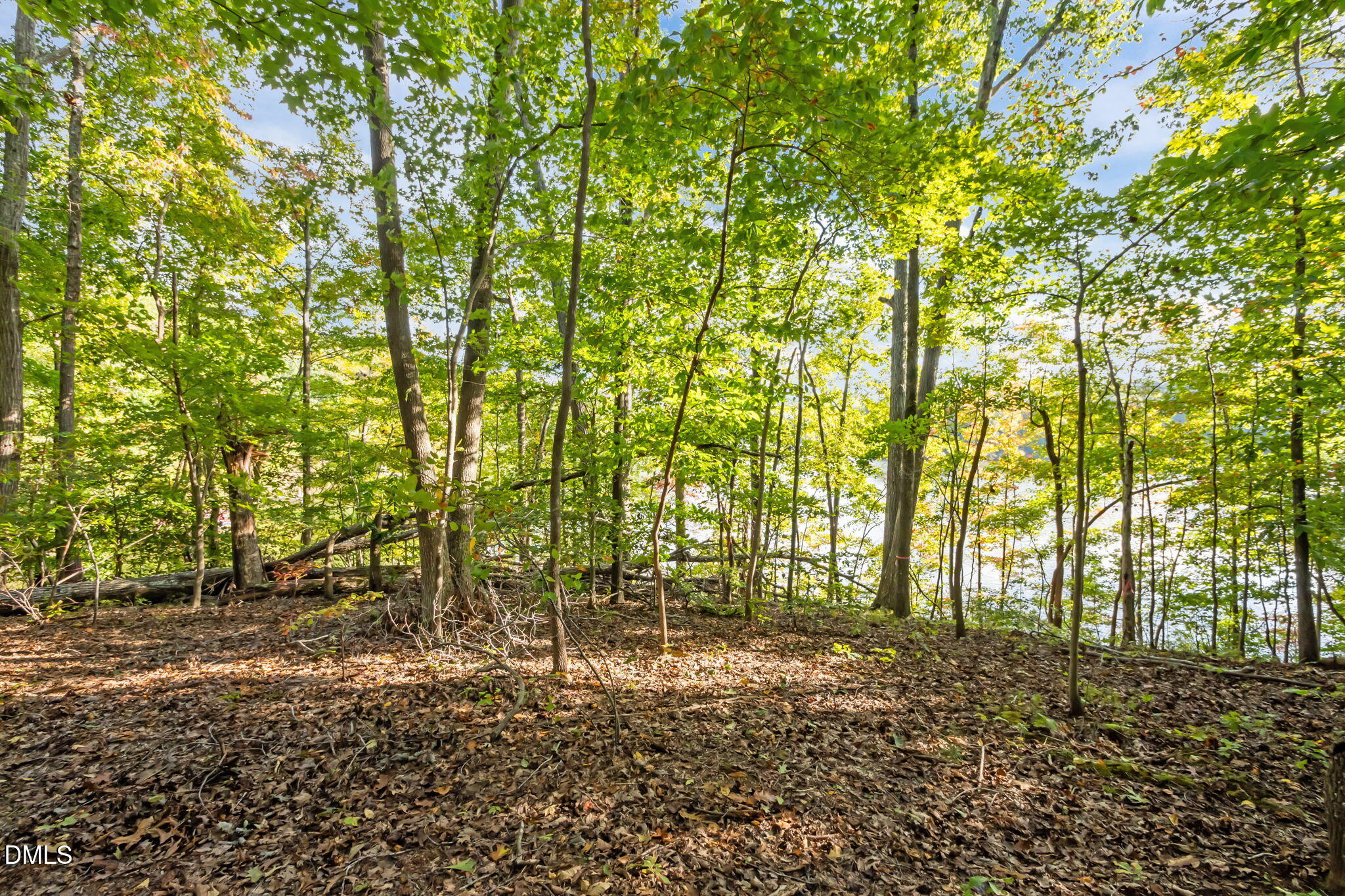 641 Fishermans Point Road Roxboro, NC 27574 - Photo 7 of 12 a view of yard