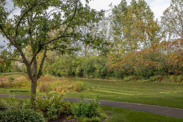 a view of a field with a tree
