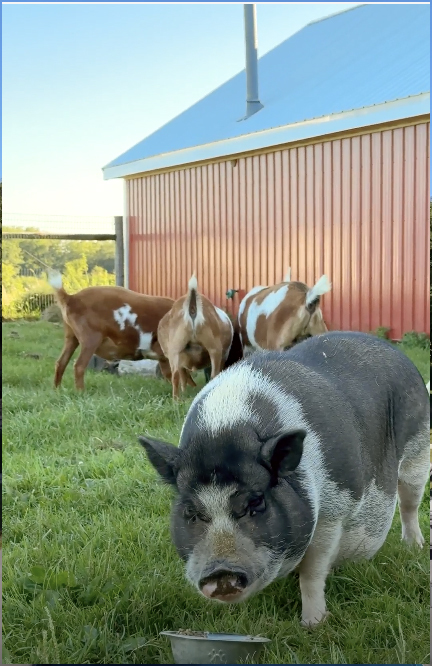281 North Snipehollow Road Elizabeth, IL 61028 - Photo 67 of 68 a view of a backyard with seating area