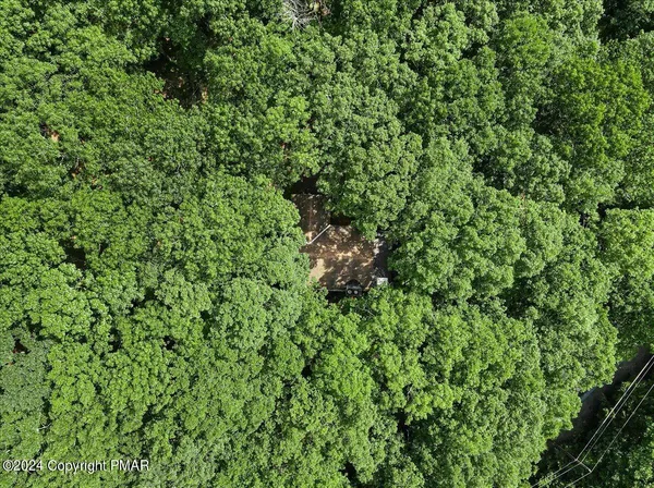 a view of a lush green forest