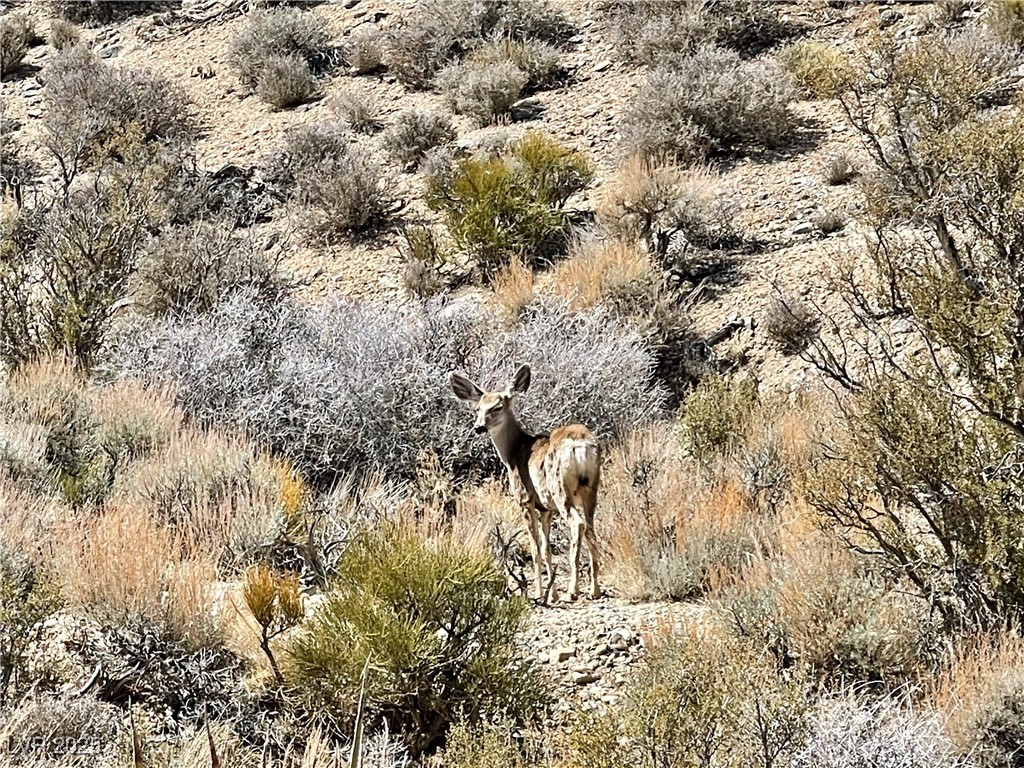 4 Camp Bonanza Road Cold Creek, NV 89124 - Photo 58 of 68 Cold Creek area lifestyle photos and area features.