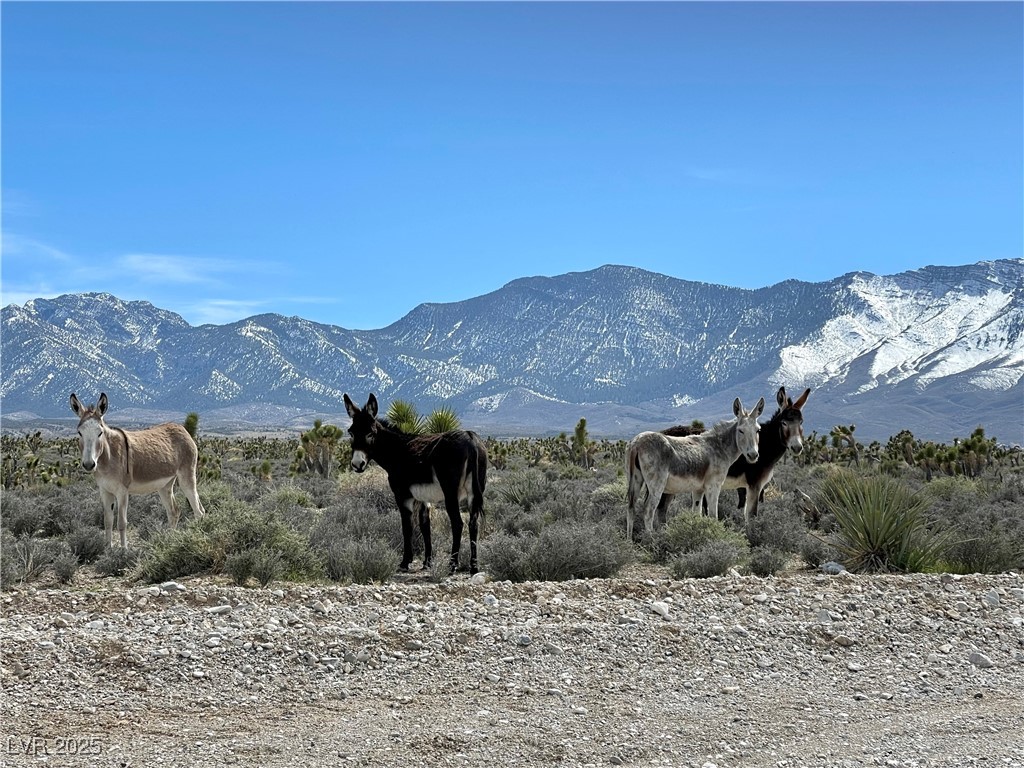 4 Camp Bonanza Road Cold Creek, NV 89124 - Photo 59 of 68 Cold Creek area lifestyle photos and area features.
