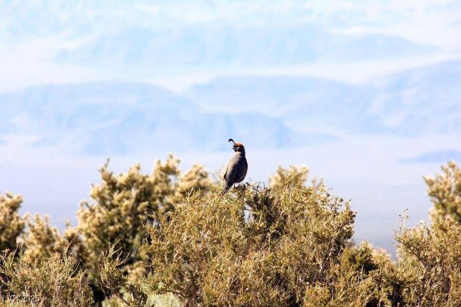 4 Camp Bonanza Road Cold Creek, NV 89124 - Photo 60 of 68 Cold Creek area lifestyle photos and area features.