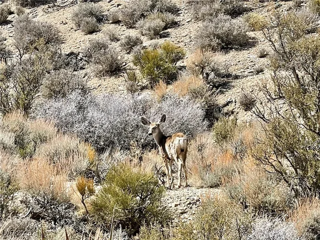 $419,000 | 4 Camp Bonanza Road, Cold Creek, NV 89124