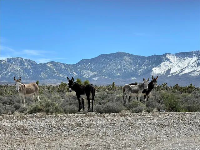 $419,000 | 4 Camp Bonanza Road, Cold Creek, NV 89124