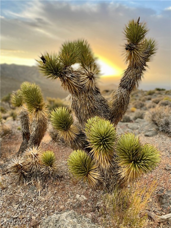 4 Camp Bonanza Road Cold Creek, NV 89124 - Photo 63 of 68 !Cold Creek area lifestyle photos and area features.