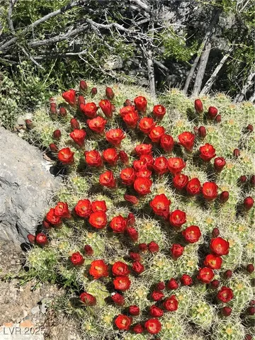 $419,000 | 4 Camp Bonanza Road, Cold Creek, NV 89124