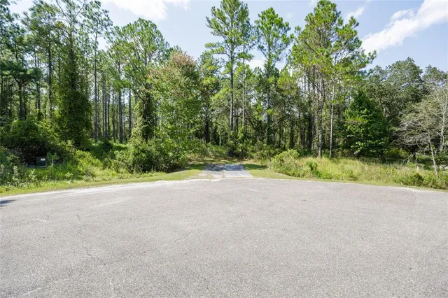 a view of a garden with plants