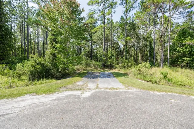 a view of a yard with plants and large trees