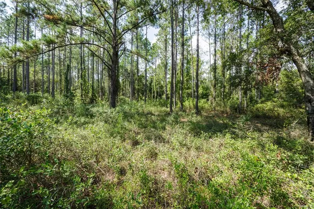 a view of a yard with a lush green forest